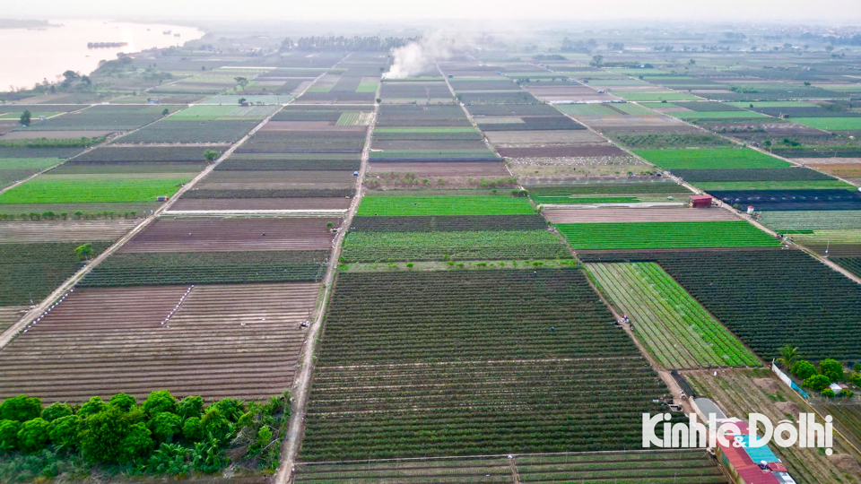 Chỉ còn 2 ngày nữa là đến ngày Phụ nữ Việt Nam (20/10), khác với sự nhộn nhịp thường thấy hàng năm, làng hoa Mê Linh năm nay trở nên vắng lặng, nông dân thiếu hoa để bán sau siêu bão số 3.