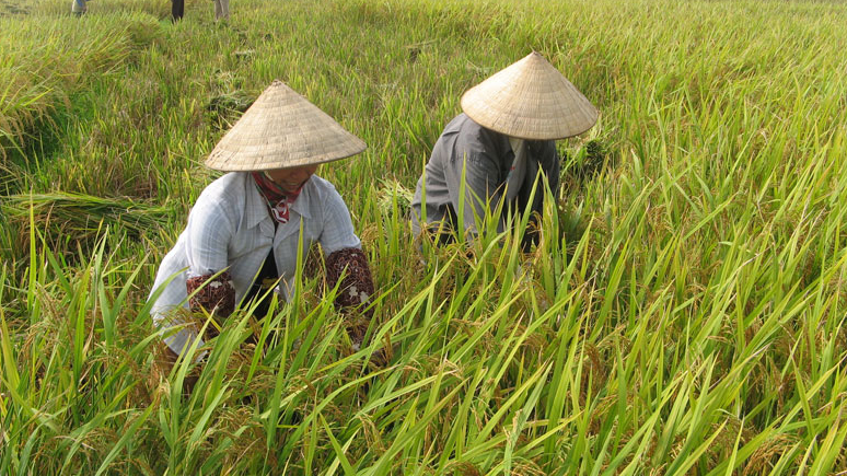 Giá lúa gạo hôm nay 22/10: giá gạo tăng nhẹ 50 - 100 đồng/kg. Ảnh minh họa.