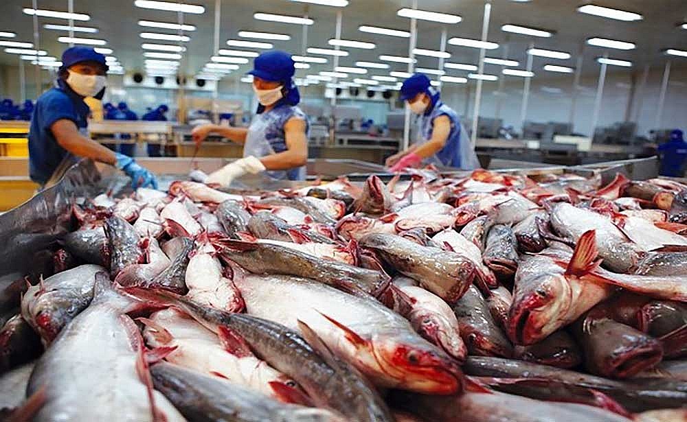 Xuất khẩu cá tra sang thị trường Trung Quốc giảm tháng thứ 3 kể từ đầu năm Xuất khẩu cá tra sang thị trường Trung Quốc giảm tháng thứ 3 kể từ đầu năm