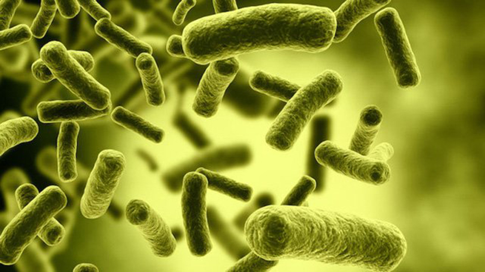 Độc tố botulinum được tạo ra bởi vi khuẩn Clostridium botulinum.