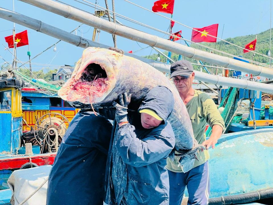 Sản lượng thủy sản giám sát qua cảng của Quảng Ngãi vẫn còn thấp.