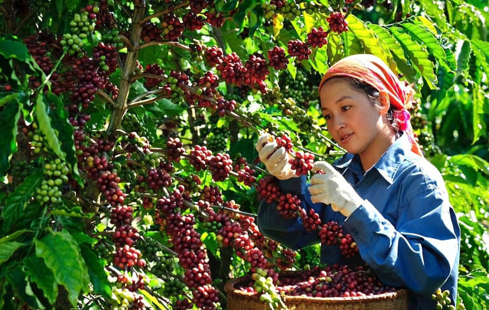 Giá cà phê hôm nay 30/10: 2 nguyên nhân đẩy cà phê xoay chiều