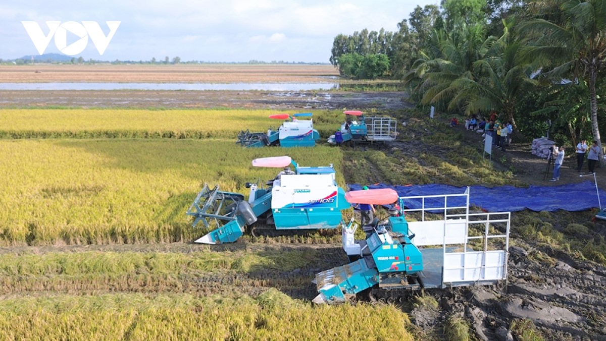 Mô hình thí điểm tại Cần Thơ thu hoạch cho hiệu quả kinh tế cao
