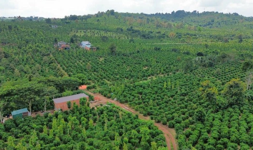 Cà phê là cây trồng chủ lực của tỉnh Đắk Nông.
