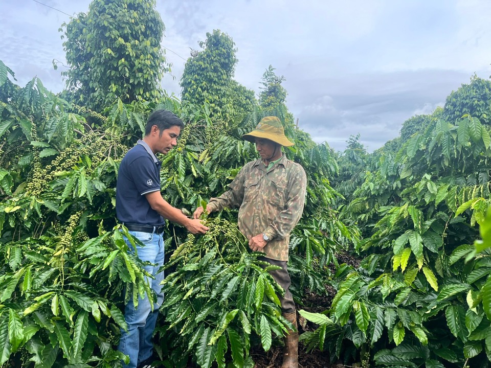 Cà phê Đắk Nông đang từng bước nâng cao giá trị và phát triển theo hướng bền vững.