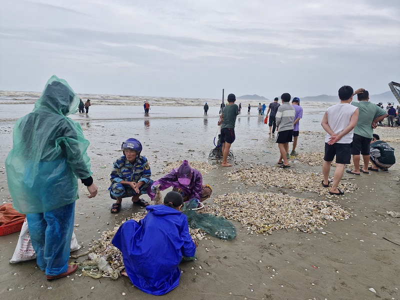 Dọc bãi biển Lộc Hà luôn đông vui nhộn nhịp, thương lái từ nhiều nơi đã về tận bãi biển để mua hải sản tươi sống đem đi tiêu thụ
