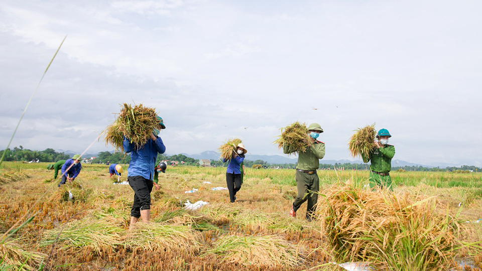 Giá lúa gạo hôm nay 6/11: giá lúa tăng, giảm trái chiều. Ảnh minh họa.