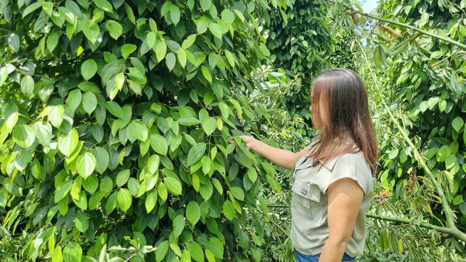 Giá tiêu hôm nay 7/11: phản ứng của thị trường khi giá tiêu giảm sốc