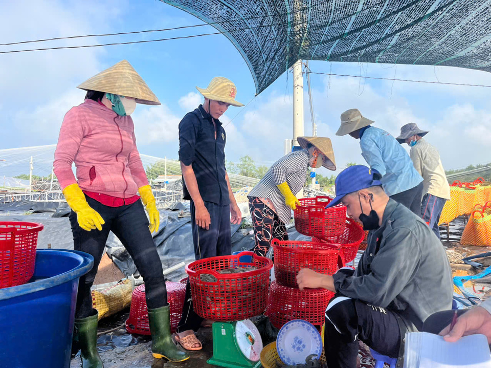 Ông Nhủ hiện đang đầu tư mô hình nuôi tôm công nghệ cao với diện tích 18ha, năng suất sản lượng 400 tấn tôm/năm. Ảnh NVCC