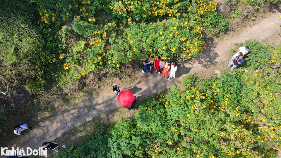 Vườn quốc gia Ba Vì cách trung tâm Hà Nội khoảng 60km. Nơi đây được biết đến với loài hoa dã quỳ bung nở, khoe sắc vàng rực rỡ đầy sức sống vào tháng 11.