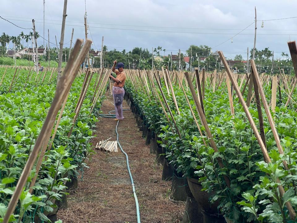 Ban ngày, các hộ trồng hoa tranh thủ làm cỏ, cắt đọt, cắm cháy (thanh tre)... 