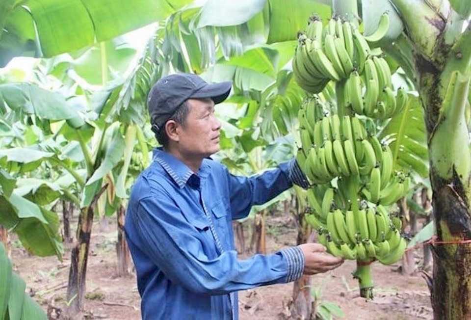 Sản phẩm chuối Vân Nam mã quả đẹp, năng suất cao, chất lượng tốt. Hiện, tổng sản lượng chuối cần kết nối tiêu thụ khoảng 300 - 350 tấn.