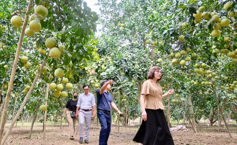 Trên địa bàn huyện Phúc Thọ hiện có 756ha bưởi, tập trung tại các xã: Vân Hà, Vân Nam, Vân Phúc, Hiệp Thuận, Liên Hiệp, Trạch Mỹ Lộc… Năm 2015, huyện Phúc Thọ đã phối hợp với Cục Sở hữu trí tuệ (Bộ KH&CN) xây dựng thành công nhãn hiệu tập thể “Bưởi Phúc Thọ”. Đến năm 2019, “Bưởi Tam Vân” cũng được cấp giấy chứng nhận đăng ký nhãn hiệu.