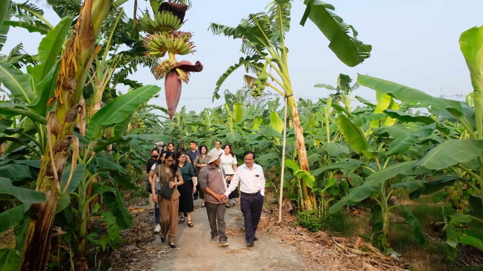 Ngoài bưởi, chuối cũng là trái cây chủ lực của huyện Phúc Thọ. Toàn huyện hiện có 195ha chuối, chủ yếu tập trung tại các xã: Vân Nam, Xuân Đình, Vân Phúc, Hát Môn… Cuối năm 2016, “Chuối Vân Nam” đã được Cục Sở hữu trí tuệ cấp giấy chứng nhận nhãn hiệu.