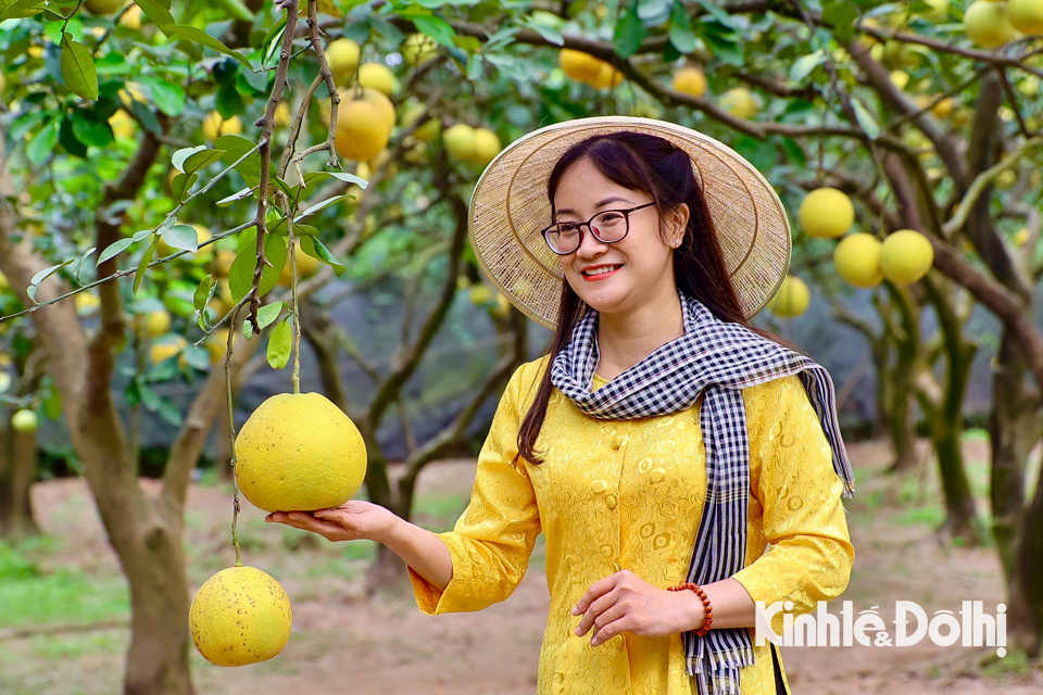 Những cây bưởi Diễn chín vàng ươm, cùng với thời tiết trời lạnh mùa đông tạo thành khung cảnh đặc sắc thu hút du khách tới tham quan, trải nghiệm và chụp ảnh.