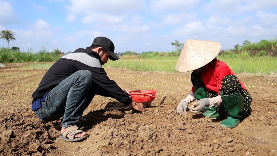 Người dân xã Nghĩa Hà tranh thủ xuống giống lay ơn phục vụ thị trường Tết.