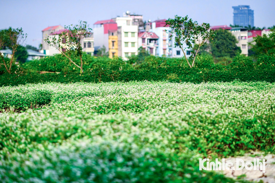 Nằm trong con ngõ nhỏ khu vực phường Xuân Đỉnh (quận Bắc Từ Liêm, TP Hà Nội), vườn hoa tam giác mạch đang vào độ nở rộ, thu hút nhiều du khách chụp hình.