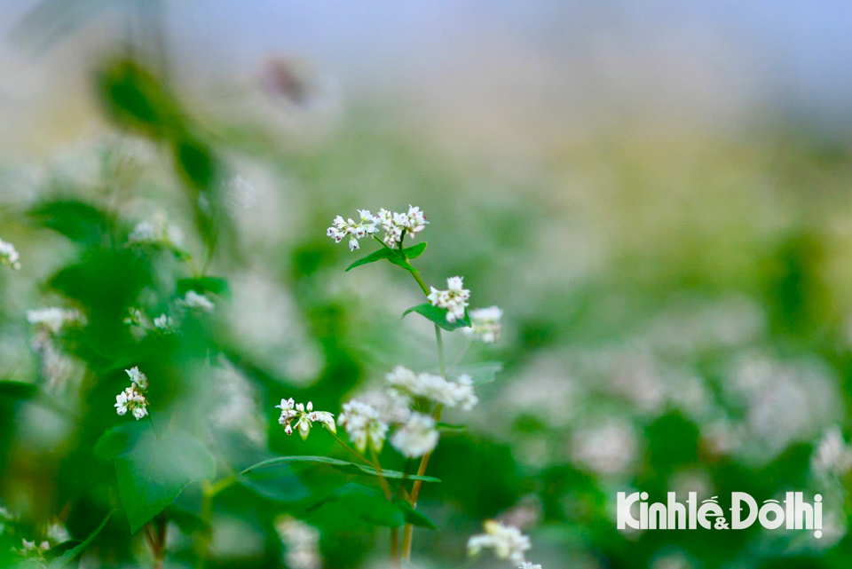 Tam giác mạch hay kiều mạch, lúa mạch đen (tiếng Anh là buckwheat) được trồng ở vùng núi cao phía Bắc Việt Nam. Loại cây này thuộc họ đậu (Fabaceae), loại thân cỏ cao 30–80 cm, chùm hoa ở nách lá hay ở ngọn, cánh hoa chụm lại với nhau thành hình chóp, ở giữa là hạt mạch.