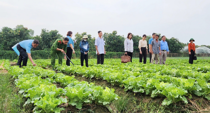 Mô hình đem lại hiệu quả kinh tế khá cho nông dân.