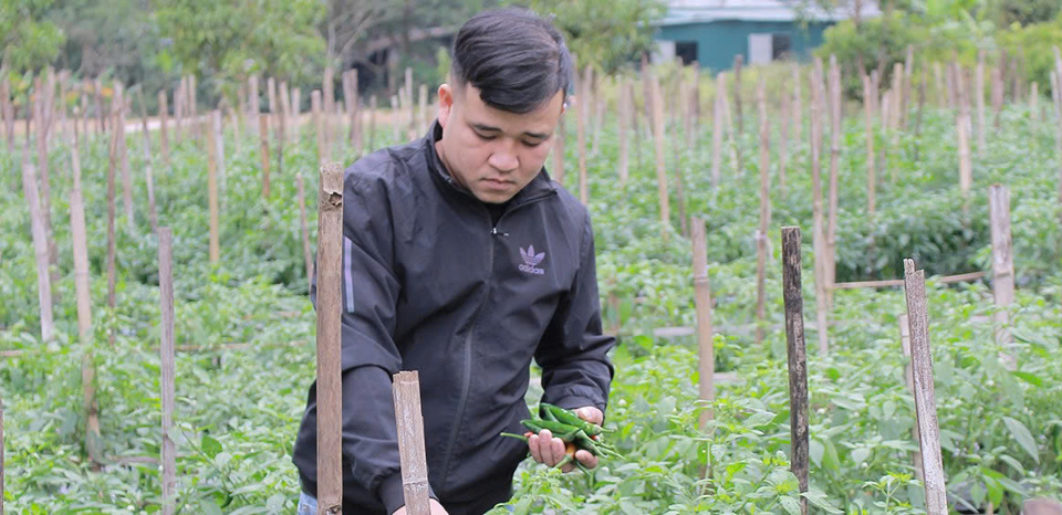 Mô hình trồng ớt chỉ địa của anh Hà Văn Thái, xóm Chiềng Hạ, xã Mai Hạ cho hiệu quả kinh tế cao.