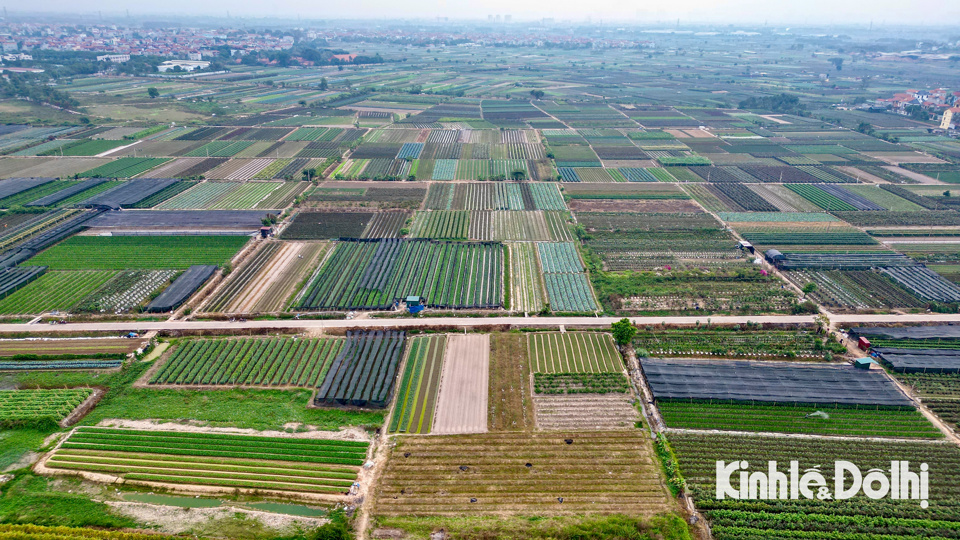 Những ngày này, tại huyện cửa ngõ phía Bắc Thủ đô, thủ phủ trồng hoa Mê Linh (huyện Mê Linh, TP Hà Nội) người dân đang tất bật chăm sóc hoa trong không khí vào mùa vụ Tết.