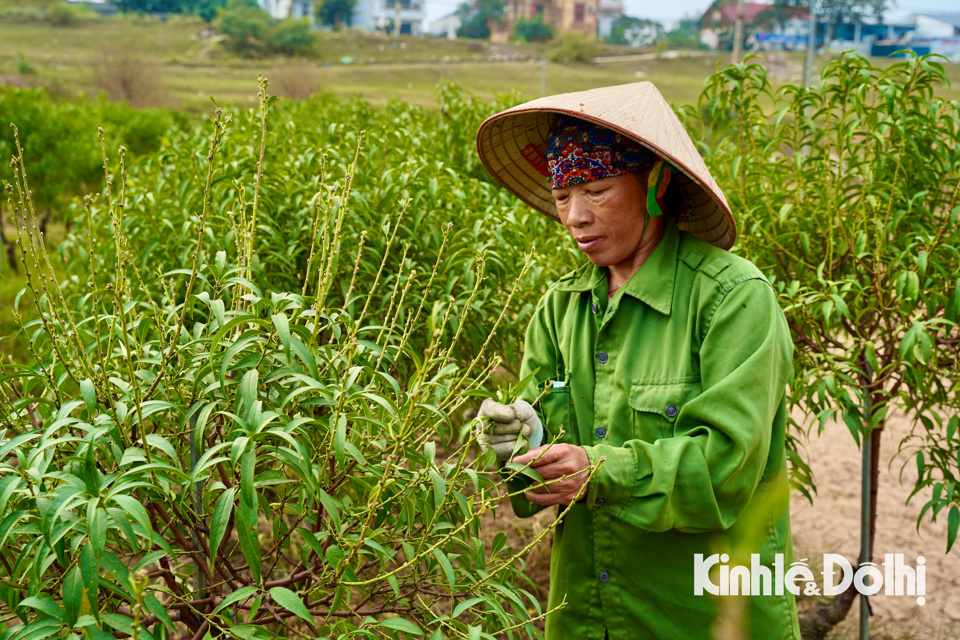 Các hộ trồng đào tại Mê Linh cũng đang hối hả tuốt lá, chuẩn bị cho công đoạn nuôi mắt để thúc đẩy đào ra nụ.