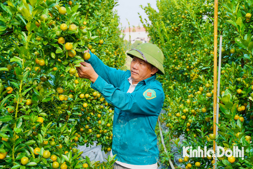 Bên cạnh chuyên canh hoa thời vụ, người dân nơi đây còn trồng nhiều loại cây phục vụ cho Tết như quất, đào và bưởi.