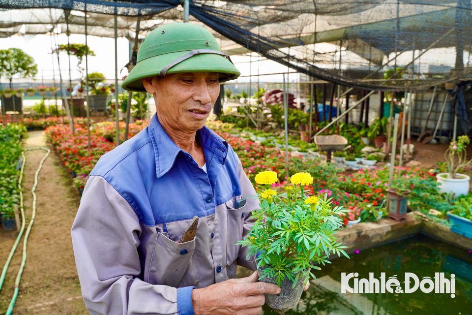 Nhờ chuyển dịch cơ cấu trồng hoa, nhiều hộ nông dân đã phát triển mô hình trồng hoa kiểng, hoa hồng thế, nâng cao thu nhập, mang lại nguồn lợi kinh tế lớn.