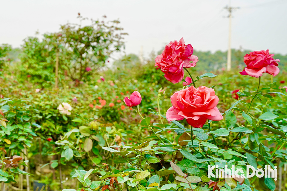 Hoa hồng được người dân nơi đây trồng quanh năm.
