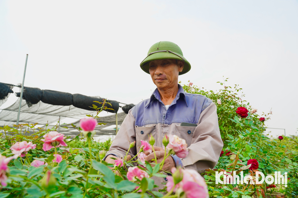 Ngay từ sáng sớm nhiều chủ vườn đã tất bật chăm sóc những đôn hoa hồng chuẩn bị cho vụ Tết Nguyên đán 2025.