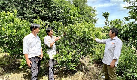 Toàn huyện có 12 mô hình sản xuất, kinh doanh hiệu quả, có tác động lan tỏa.