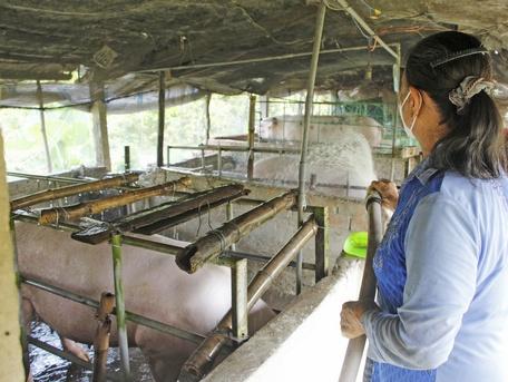 Người chăn nuôi cần nâng cao ý thức phòng chống dịch bệnh. 