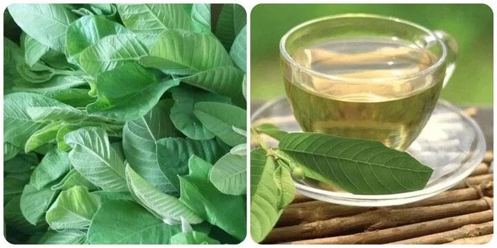 Những lợi ích của lá ổi đối với sức khoẻ - Ảnh 1