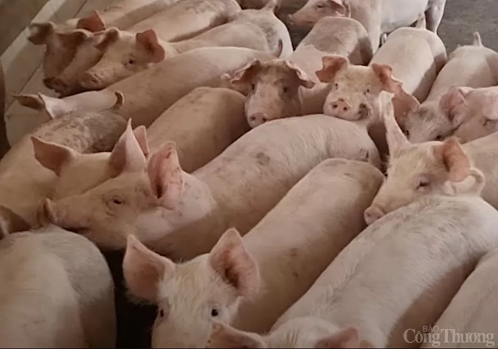 Giá heo hơi hôm nay 18/12/2024: Miền Bắc tiếp đà tăng giá Giá heo hơi hôm nay 18/12/2024: Miền Bắc tiếp đà tăng giá