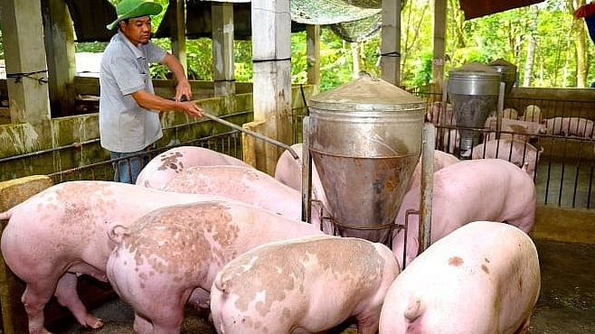 Giá heo hơi hôm nay 19/12: miền Bắc và miền Trung tiếp tục đà tăng giá. Ảnh minh họa.