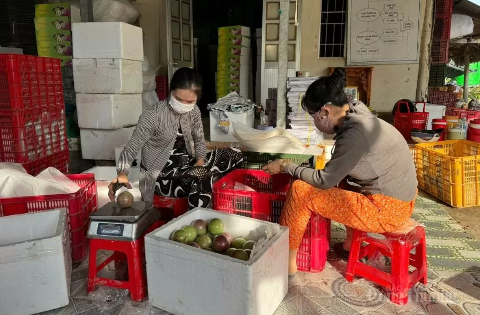 Vú sữa bơ hồng được chọn lựa, phân loại trước khi đóng gói xuất khẩu. Vú sữa bơ hồng được chọn lựa, phân loại trước khi đóng gói xuất khẩu.