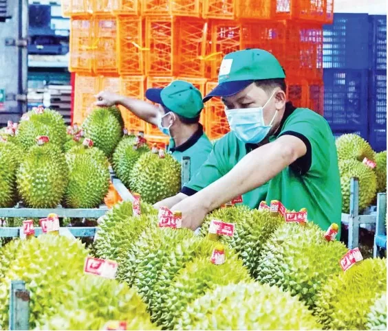 Xuất khẩu rau quả tăng trưởng ngoạn mục. Ảnh: Ngọc Thạch Xuất khẩu rau quả tăng trưởng ngoạn mục. Ảnh: Ngọc Thạch