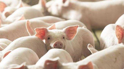 Giá heo hơi hôm nay 24/12: tiếp đà tăng giá trên cả nước. Ảnh minh họa.