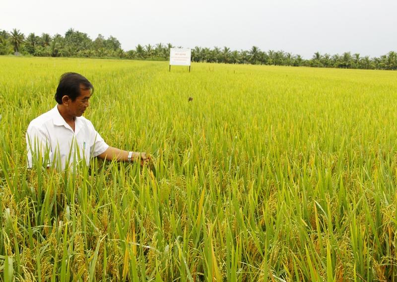 Các mô hình nông nghiệp ứng dụng quản lý sức khỏe cây trồng tổng hợp (IPHM) đem lại lợi ích về kinh tế, môi trường cho nông dân.