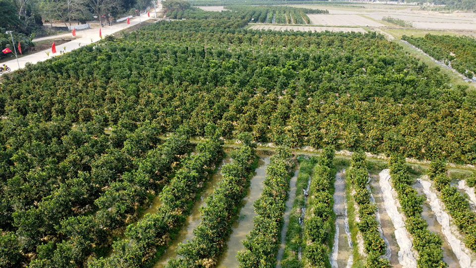 Những cây quất đến từ
