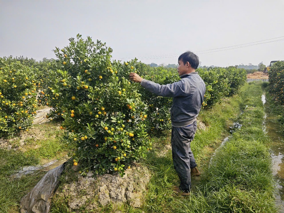 Người dân tất bật hoàn thành những công đoạn cuối cùng trước khi đưa quất ra thị trường.