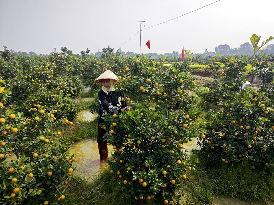 Quất được các nhà vườn bán theo luống, tùy thuộc chất lượng cây mà giá thành khác nhau.