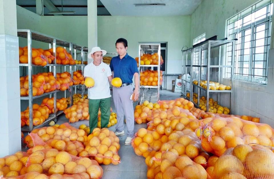 Bảo quản bưởi vào vụ thu hoạch cuối năm tại xã Nam Phương Tiến, huyện Chương Mỹ, Hà Nội. Ảnh: Ngọc Ánh