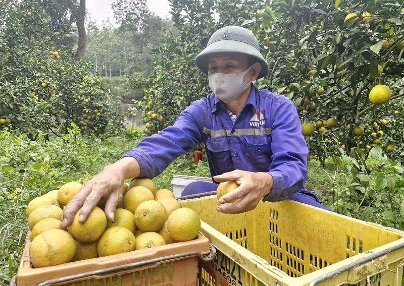 Anh Thanh cho biết, năm nay ước tính sản lượng quả đạt khoảng 40 tấn (1kg quả cam giòn bán tại vườn từ 60-70.000 đồng) sẽ mang về cho gia đình anh khoảng 1,6 tỷ đồng