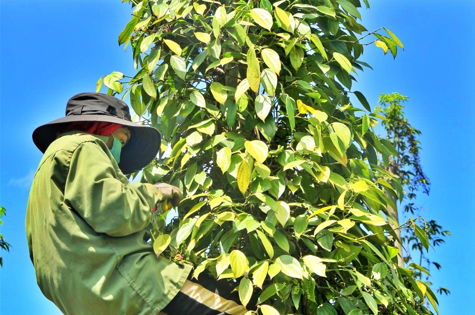 Giá tiêu hôm nay 27/12: đồng loạt tăng, cao nhất tại Bình Phước là 2.000 đồng/kg  