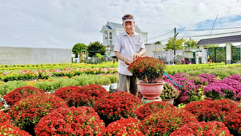 Vụ Tết năm nay, các hộ trồng hoa dự kiến cung ứng ra thị trường khoảng 287.000 giỏ hoa.