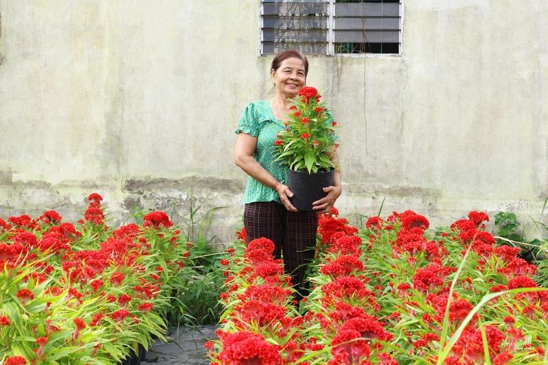 Nhiều nông dân kỳ vọng thị trường hoa Tết sẽ được giá.