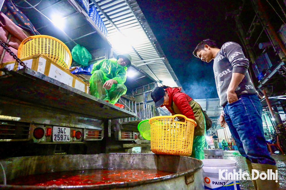 Mỗi đêm, hàng trăm tiểu thương đổ về để gom mua cá chép đỏ, sau đó phân phối lại cho các chợ dân sinh, siêu thị tại Thủ đô để phục vụ người dân mua cá chép cúng ngày ông Công ông Táo.