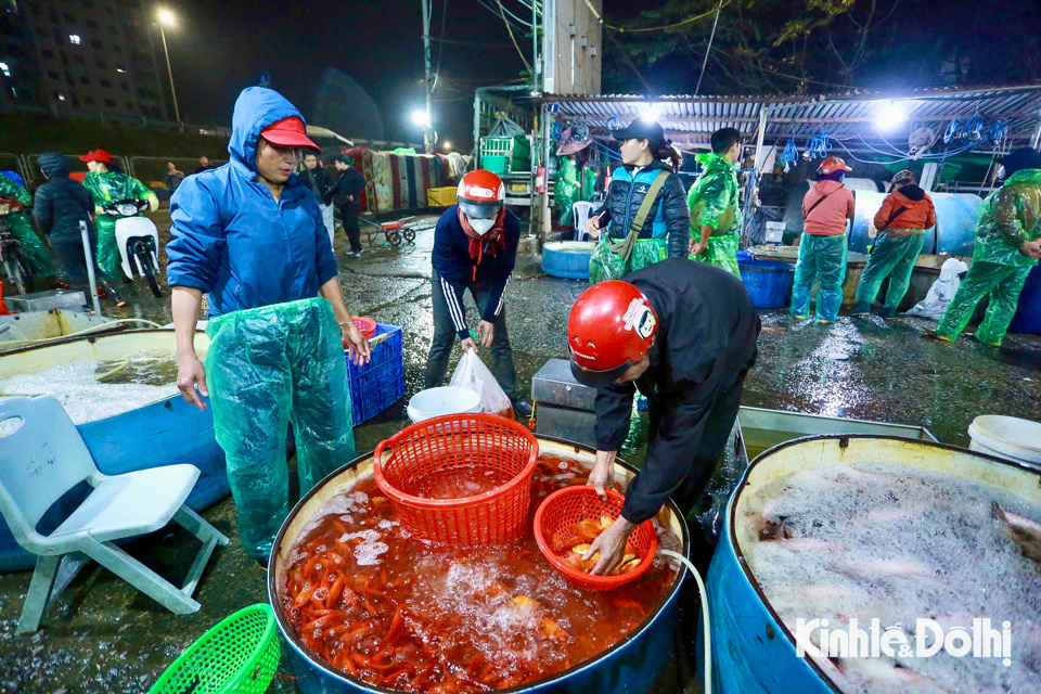 Cá được các tiểu thương khéo léo lựa chọn những con cá chép đỏ khỏe, đẹp.