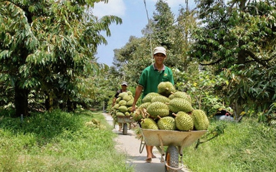 Sầu riêng là mặt hàng rau quả chủ lực của Việt Nam xuất khẩu sang Trung Quốc. Ảnh minh họa 